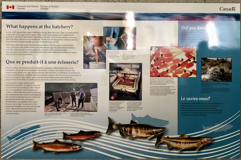 What happens at the hatchery? interpretive sign