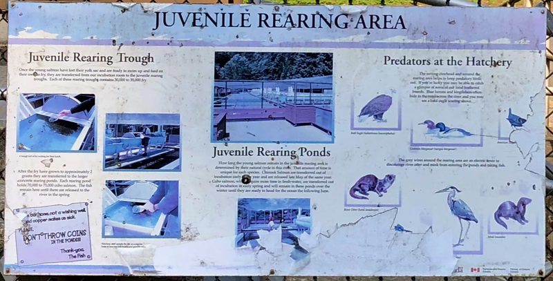 Juvenile Rearing Area interpretive sign