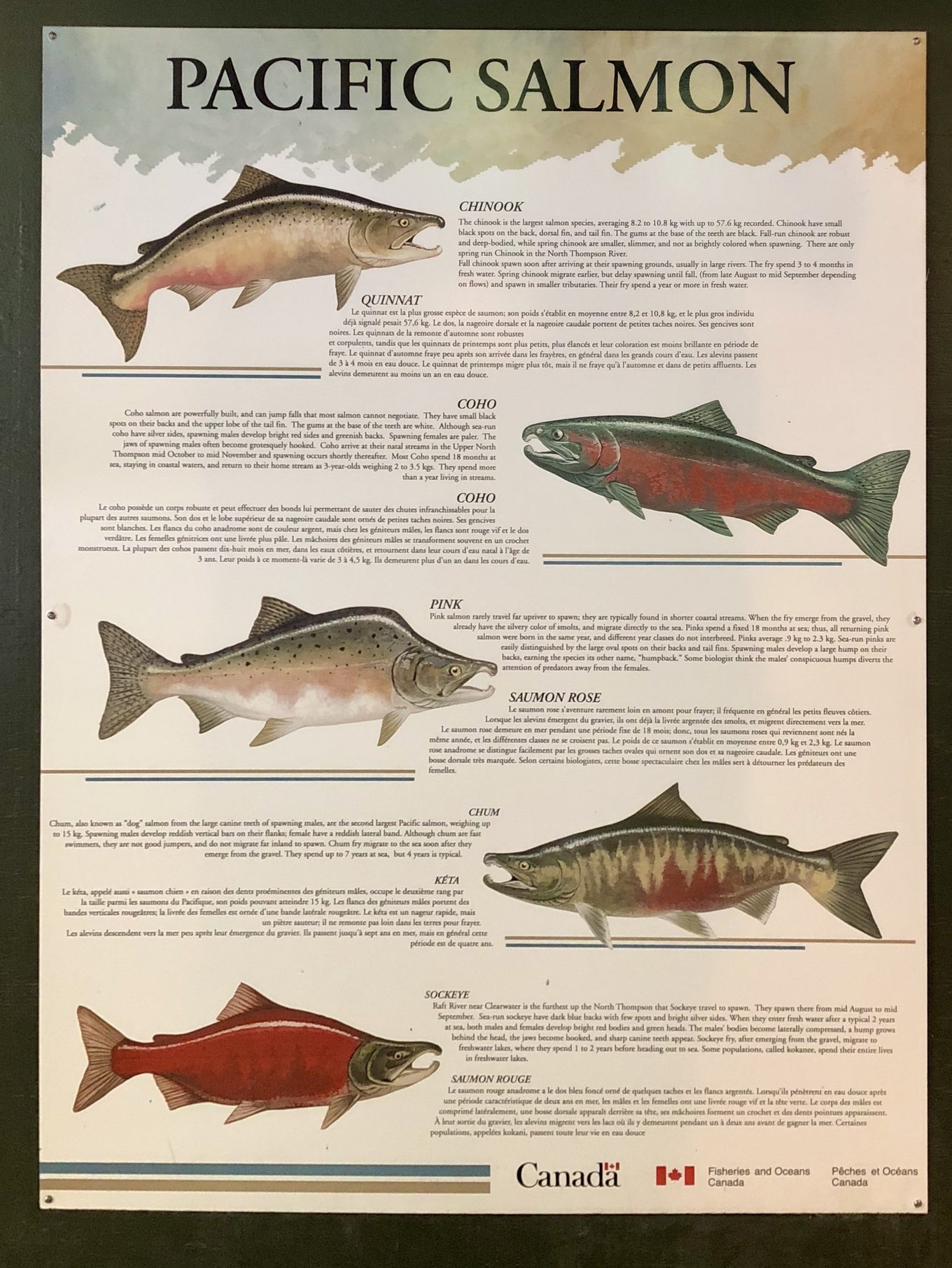 Pacific Salmon interpretive sign at Capilano River Hatchery