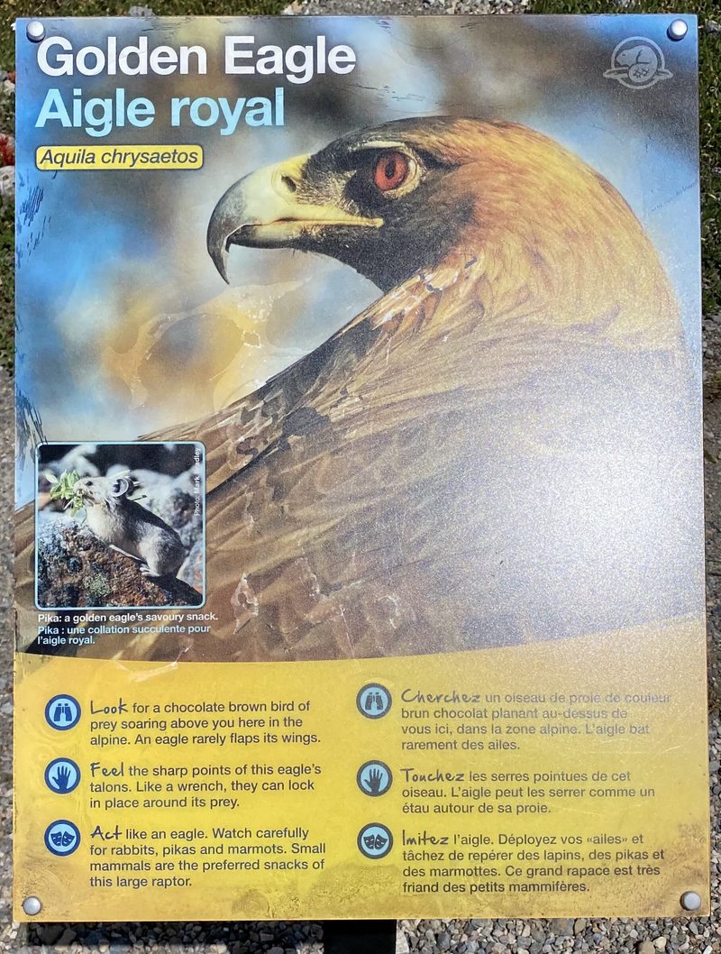 Golden Eagle interpretive sign