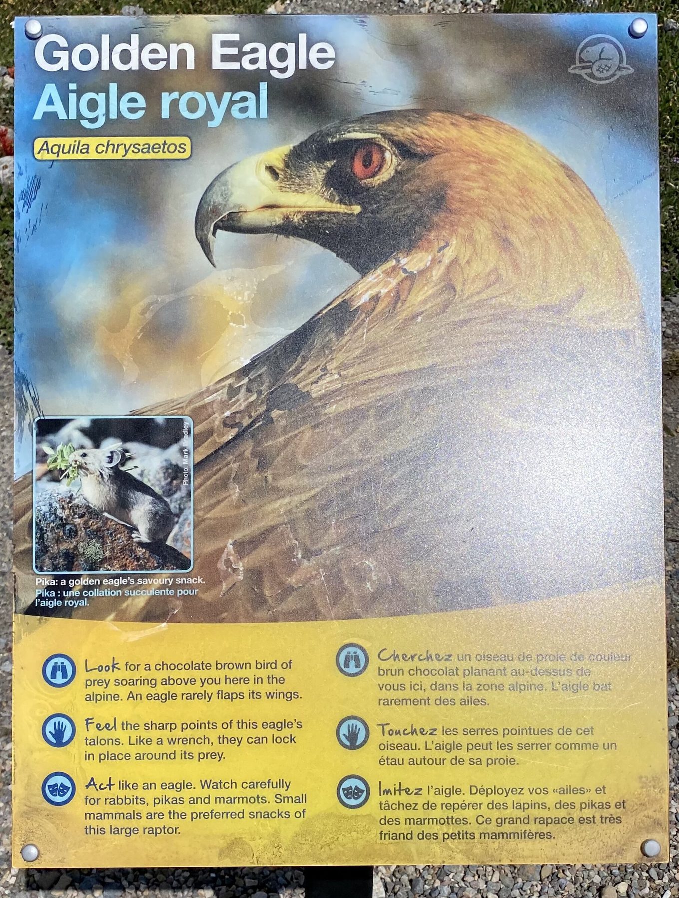 Golden Eagle interpretive sign