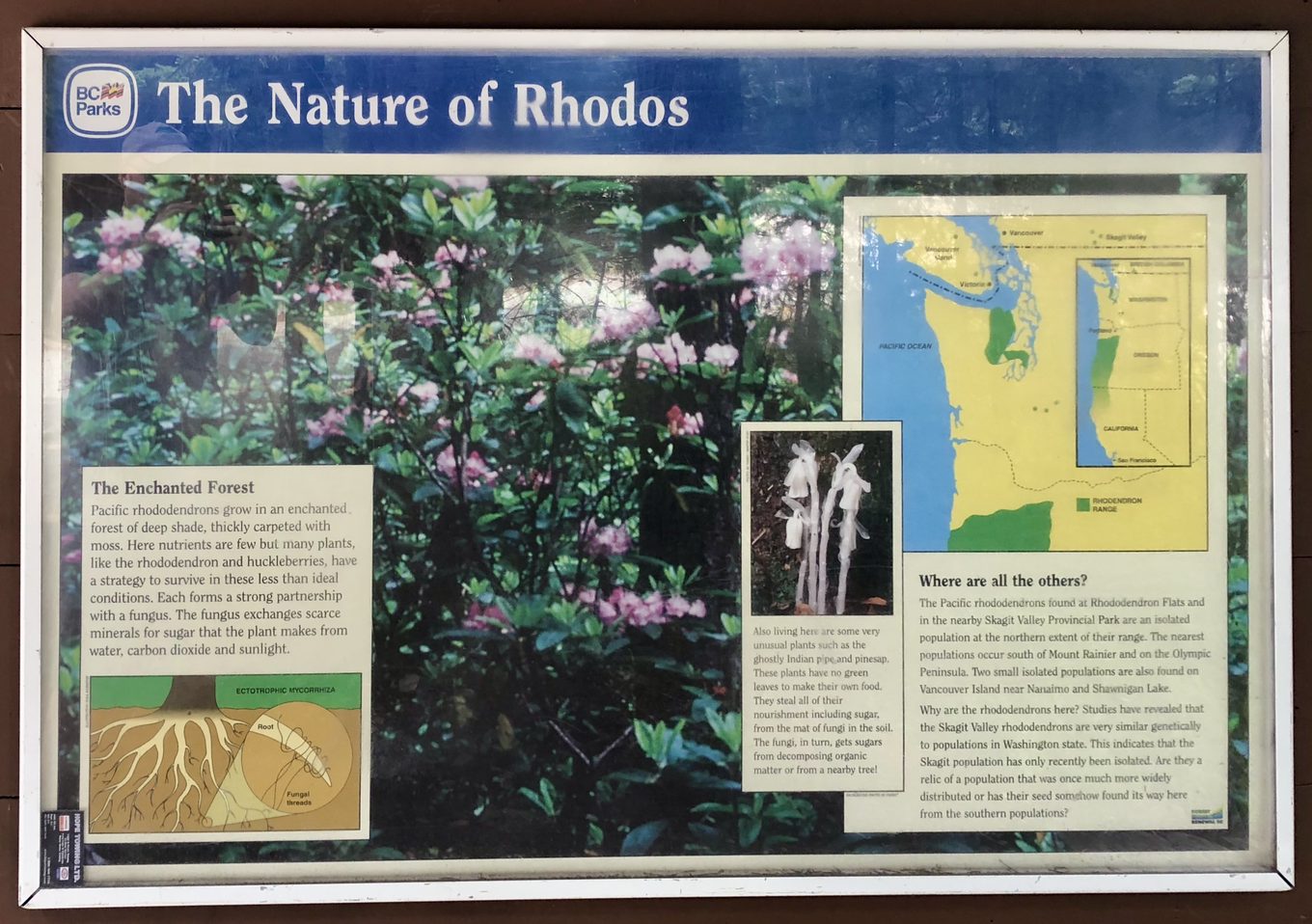 The Nature of Rhodos interpretive sign at Rhododendron Flats