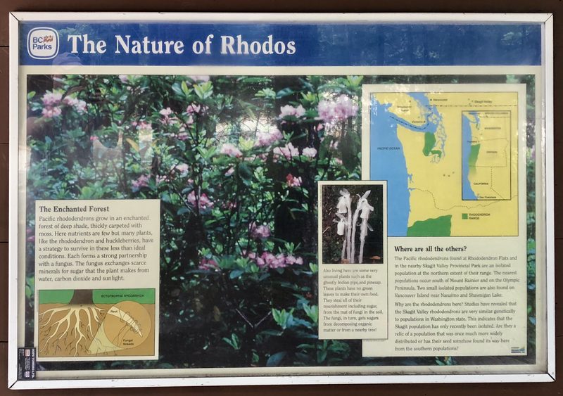 The Nature of Rhodos interpretive sign at Rhododendron Flats